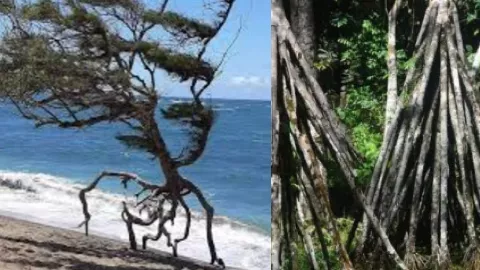 会走路的树