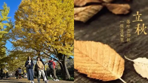 六月立秋