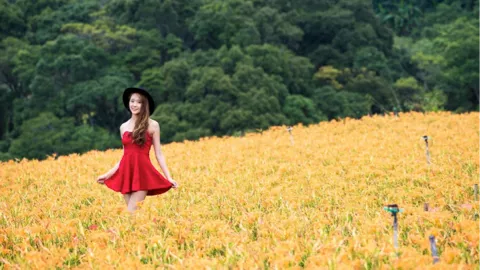 白鹿
