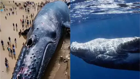 海豚鲸鱼搁浅