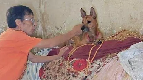 忠犬守候