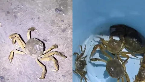 天津七里海