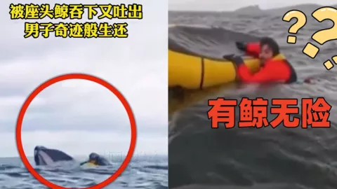 男子被座头鲸吞下
