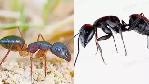 749局绝密档案
