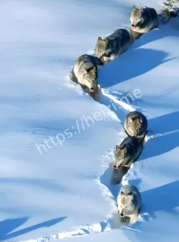 离奇死亡