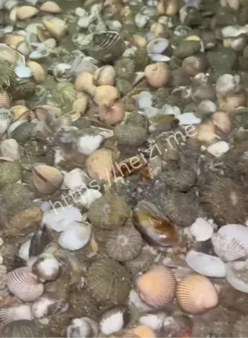 银滩热潮