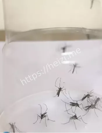 顺德病例