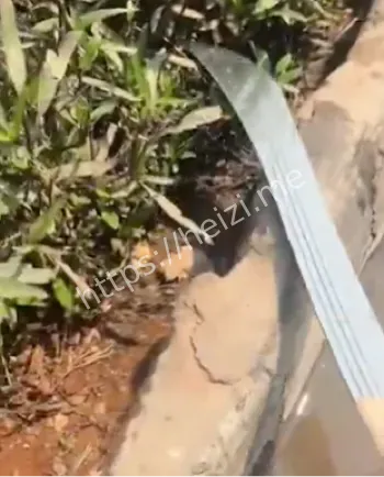 罗安达骚乱