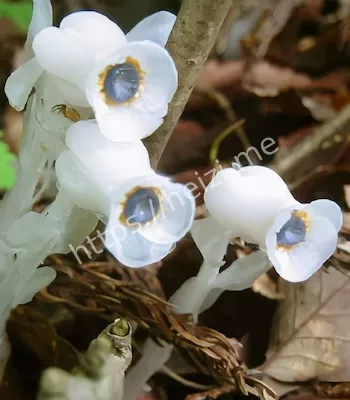 冥界之花