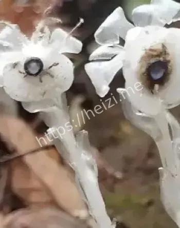 冥界之花