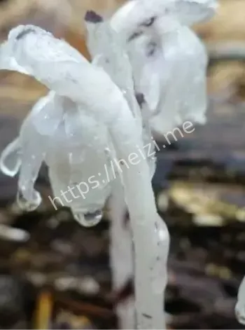 水晶兰