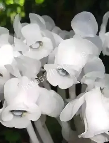 濒危物种