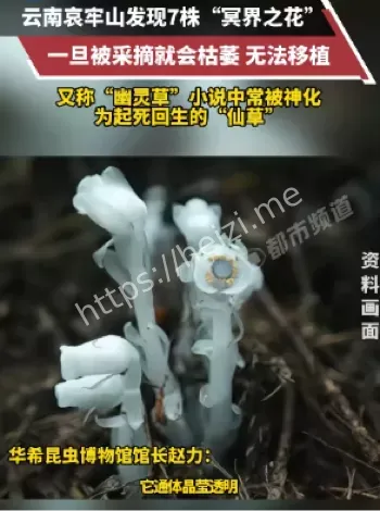 冥界之花