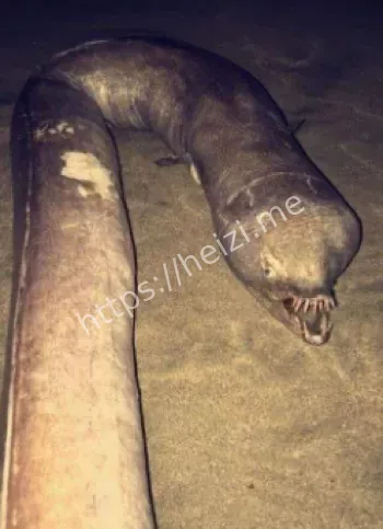 神秘海洋生物