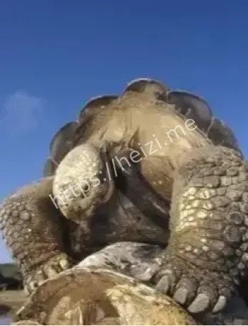 黄河怪谈