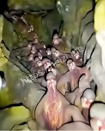 山顶洞人