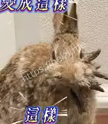 变种怪兔