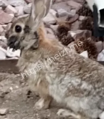 生态危机