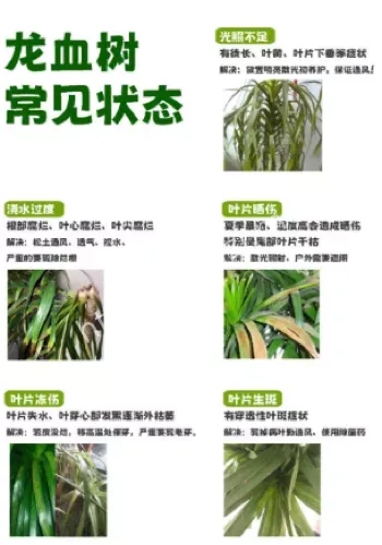 千年古树