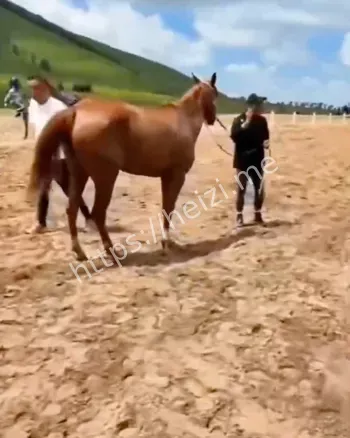 草原悲剧