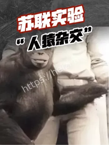 猩猩实验