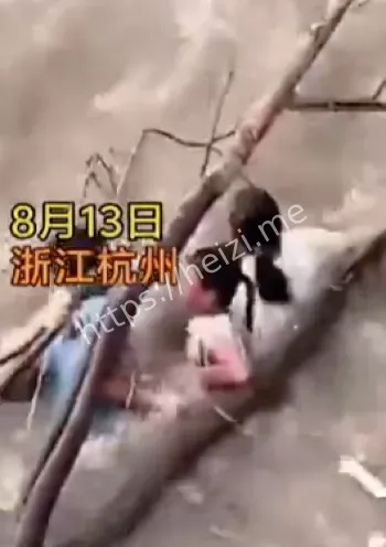 4人被卷
