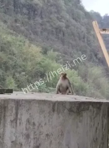 猴群下山