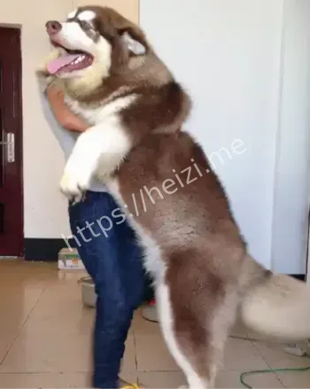 狗咬伤事件