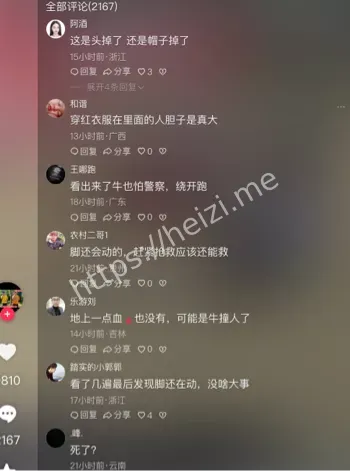 贵州斗牛