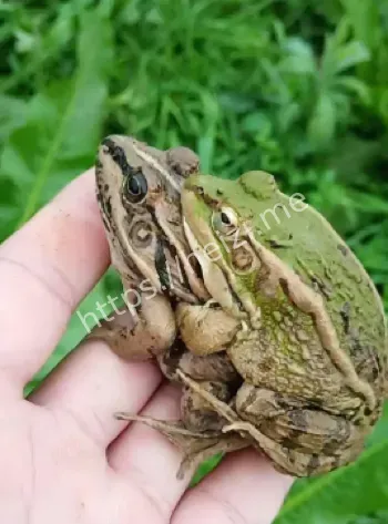 互相残杀