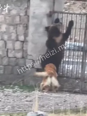 东北黑熊
