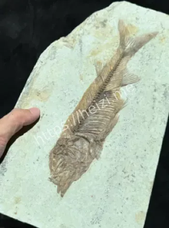 乌鲁木齐发现