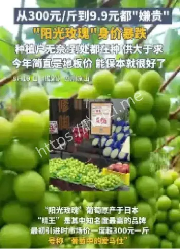 阳光玫瑰葡萄