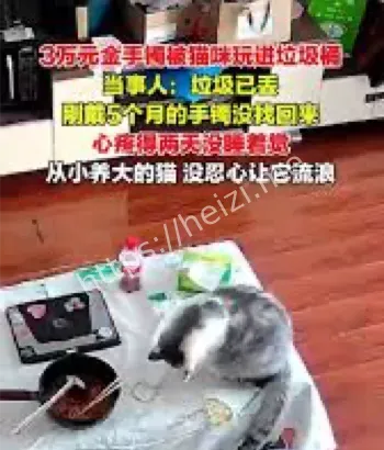 宠物惹祸