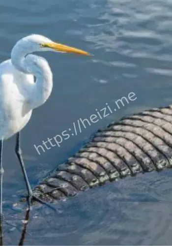 湿地生态保护