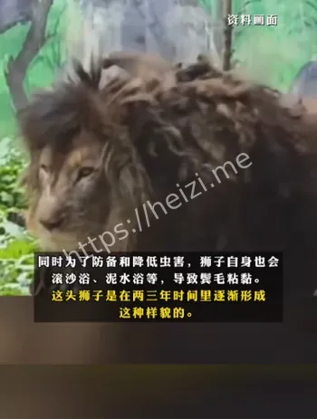 动物园狮子