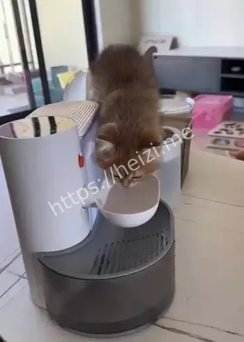小猫
