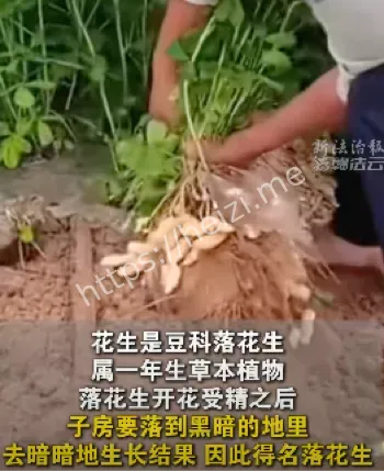 广告乌龙