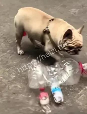 狗粮不白吃