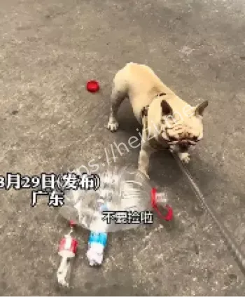 法斗存款奇迹