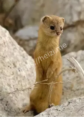 黄鼠狼讨封