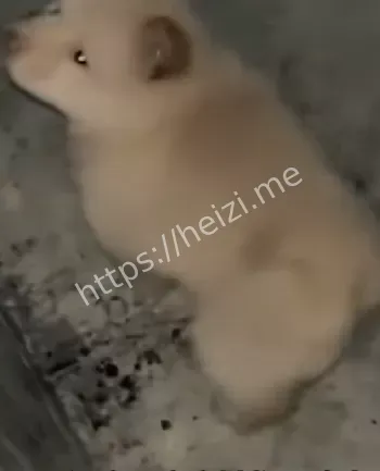 宠物狗