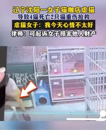 虐猫