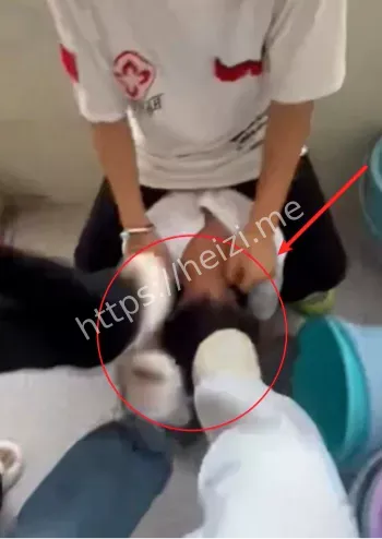 校园霸凌矫治