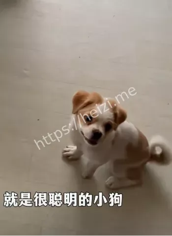 生小狗托付