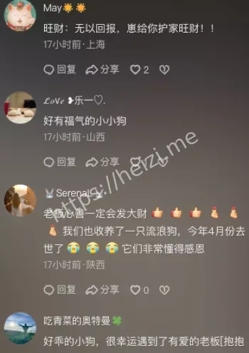 流浪狗母爱