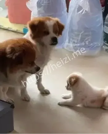 商店老板善举