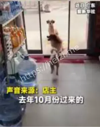 流浪狗乞食