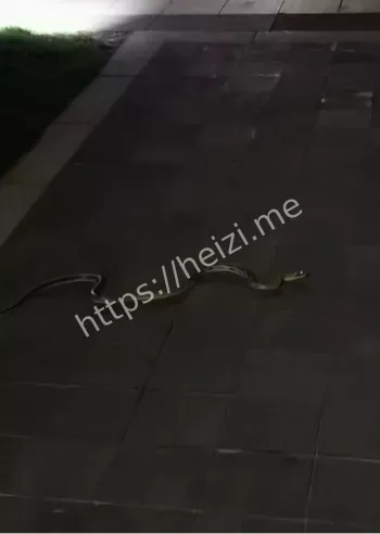 罕见毒蛇惊现
