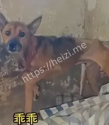 忠犬守候
